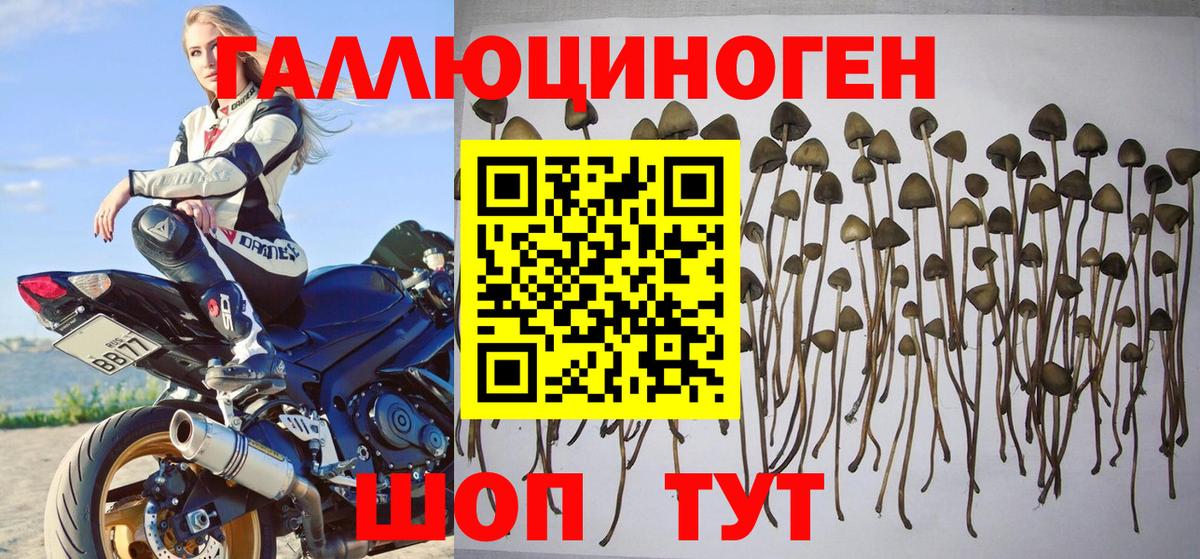Камень-на-Оби  Галлюциногенные грибы GOLDEN TEACHER  Псилоцибиновые грибы ЛСД  Вход с VPN 